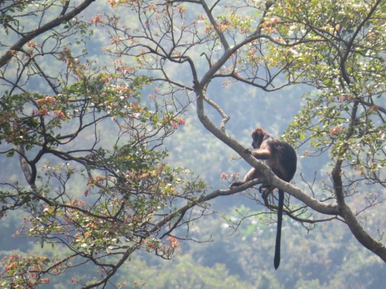 Red colobus monkey that got away - copyright Rupi Mangat