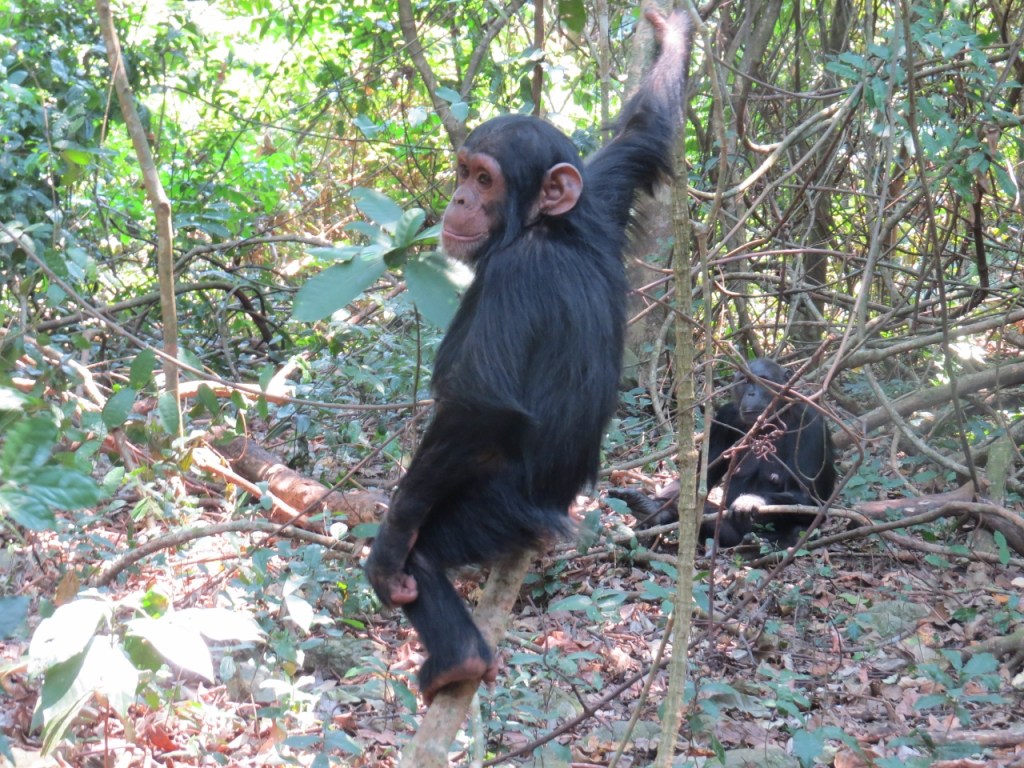 Playful young chimpanzee in Gombe National Park on the shores of Lake Tanganyika. Copyright Rupi Mangat