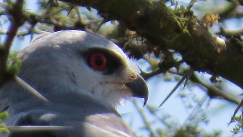 Raptor in Nairobi Copyright Maya Mangat