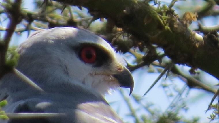Raptor in Nairobi Copyright Maya Mangat