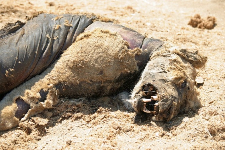 Lion poisoned in Zimbabwe. Photo by H. van der Westhuizen