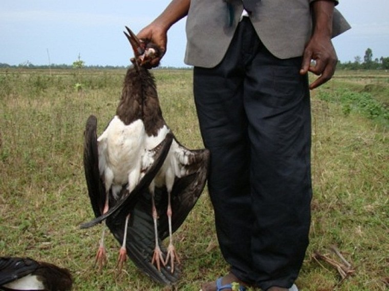 Poisoned Abdim's Storks destined for the market in Bunyala. Photo M. Odino