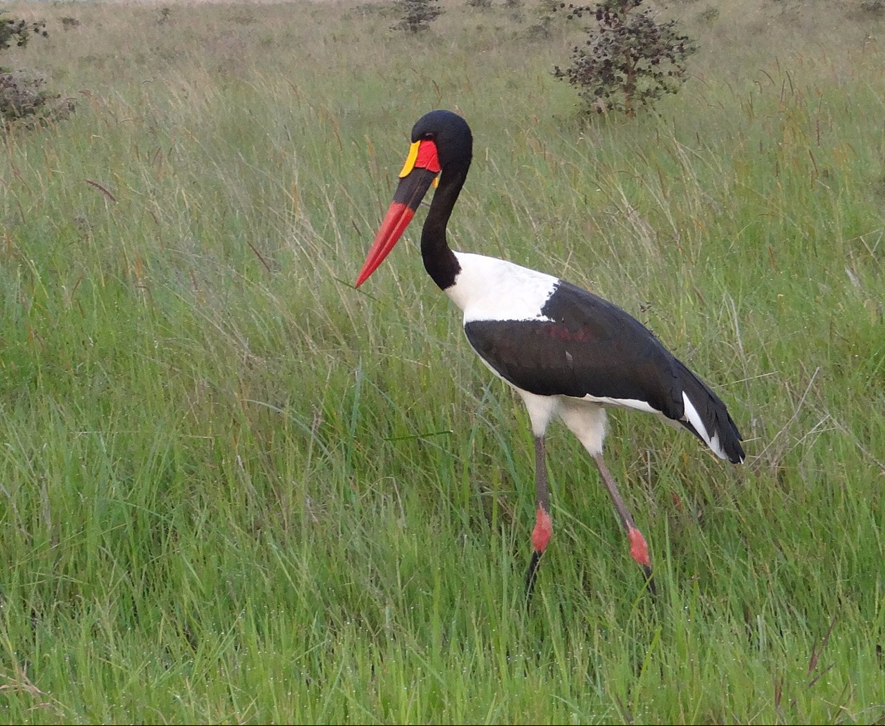 Saddle bill stork in Nairobi National Park. Copyright Sidney Shema