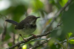 Taita apalis - critically endangered in Taita Hills Kenya Copyright Luca Borghesio