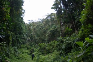 Taita Hills forest - of the Eastern Arc mountains in Kenya Copyright Luca Borghesio