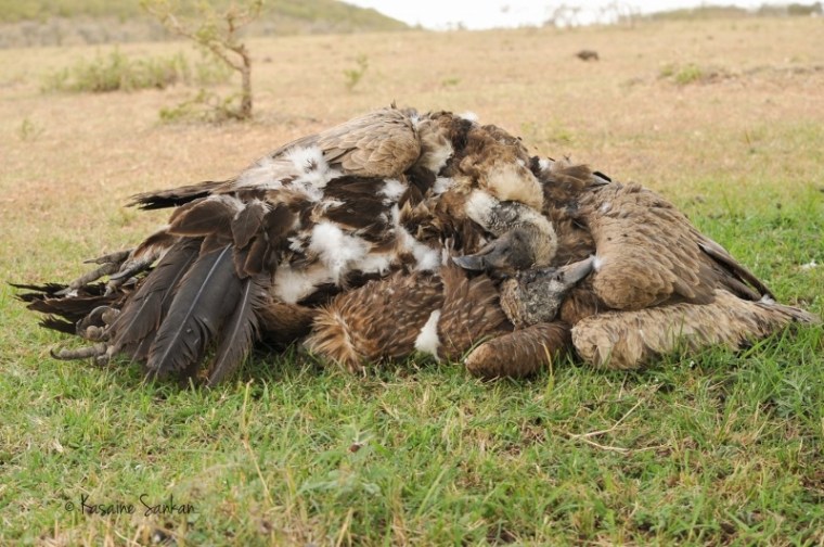 Vultures poisoned near the Masai Mara 7 July 2014. Photo E. Ole Reson