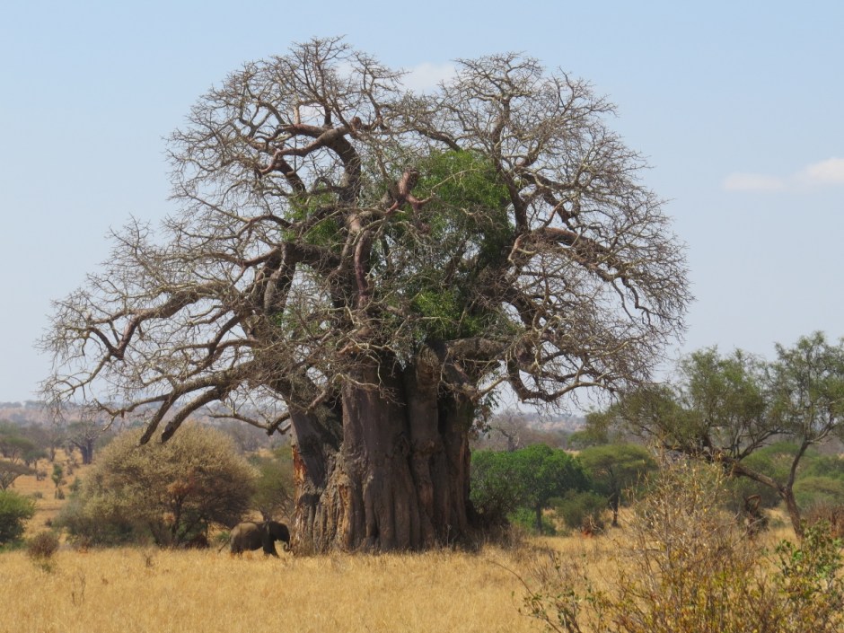 Tarangire - land of the giants - centuries-old baobab tree and elephant Copyrith Rupi Mangat