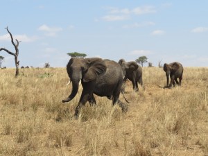 Elephants crossing through Randilen WMA into Tarangire National Park where the water swamp is in Tanzania. Picture: Galib Mangat