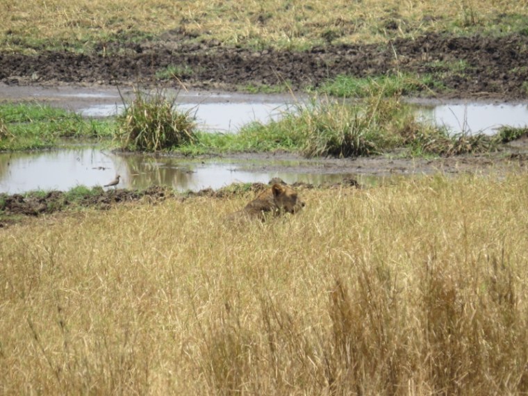 The lioness raises her head from the sun-bleached grass ready to hunt Copyright Rupi Mangat