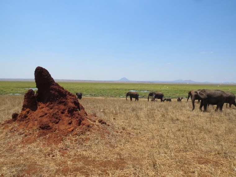 Elephants heading to Silalle Swamp - and the termite mounds that keep the soils alive Copyright Rupi Mangat