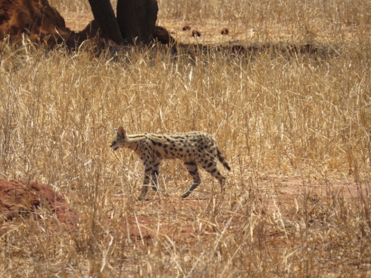 a serval that looks like a mini-leopard swaggers past  Copyright Rupi Mangat