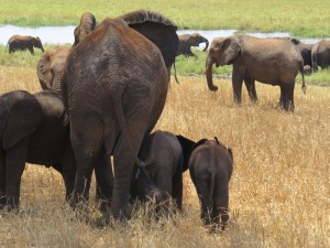 Elephants everywhere Copyright Rupi Mangat