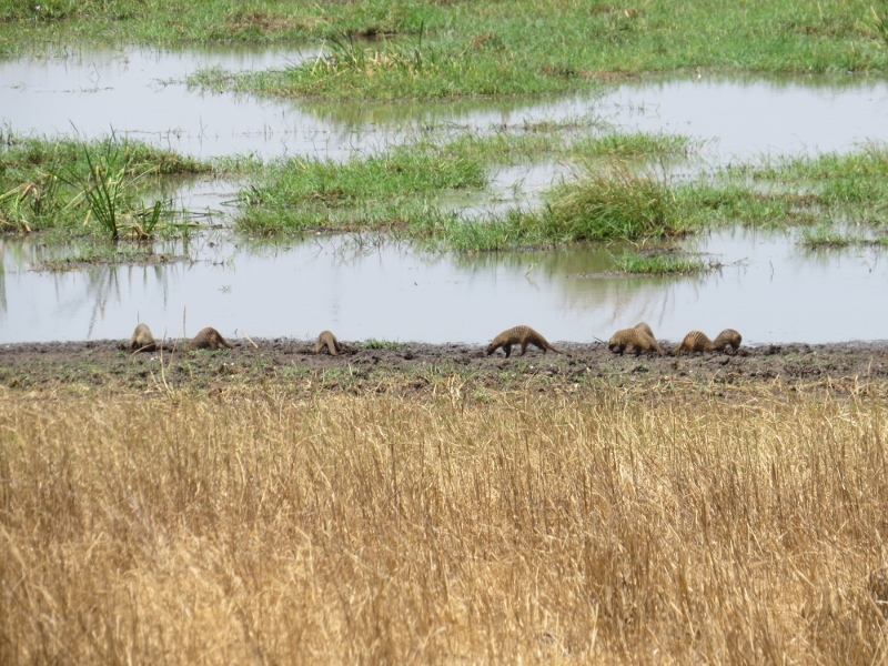Banded mongoose dig a grub-fest by Silale Swamp Copyright Rupi Mangat