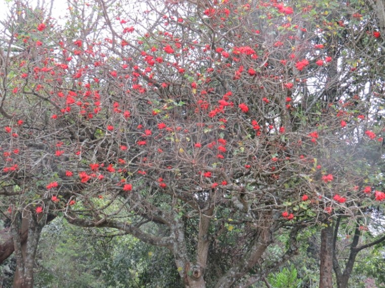 Red hot indigenous erythrina tree at Brackenhirst - copyright Rupi Mangat