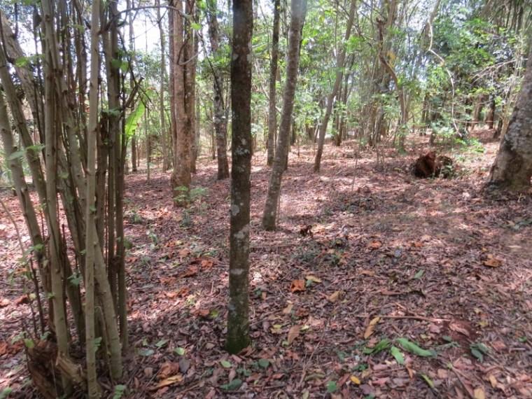 Under the canopy of the indigenous tree Copyright Rupi Mangat