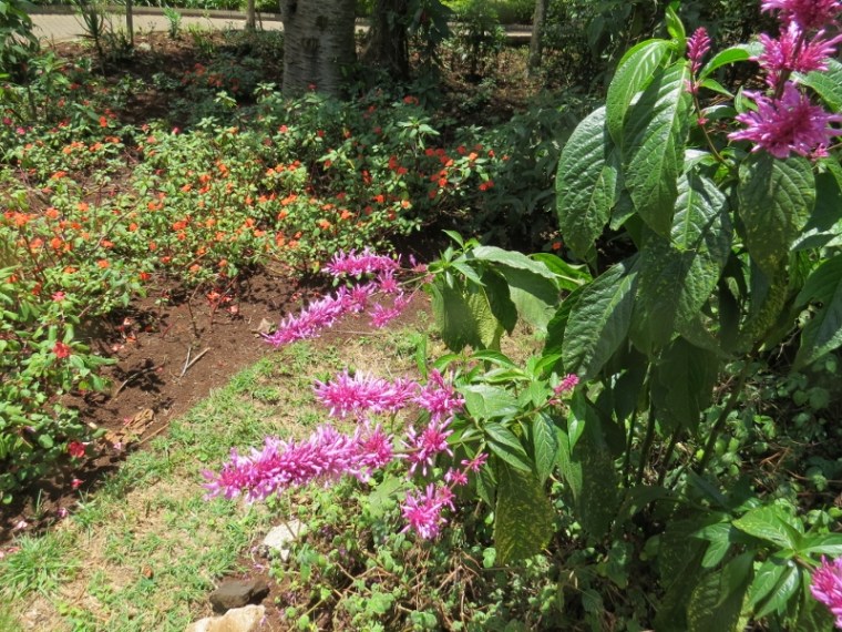 Lilac burst of an Acanth (400 species in Kenya). This is a South African Hypoestes, Copyright Rupi Mangat