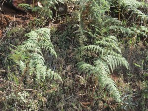 The actual Backen - a kind of fern found in the area  Copyright Rupi Mangat