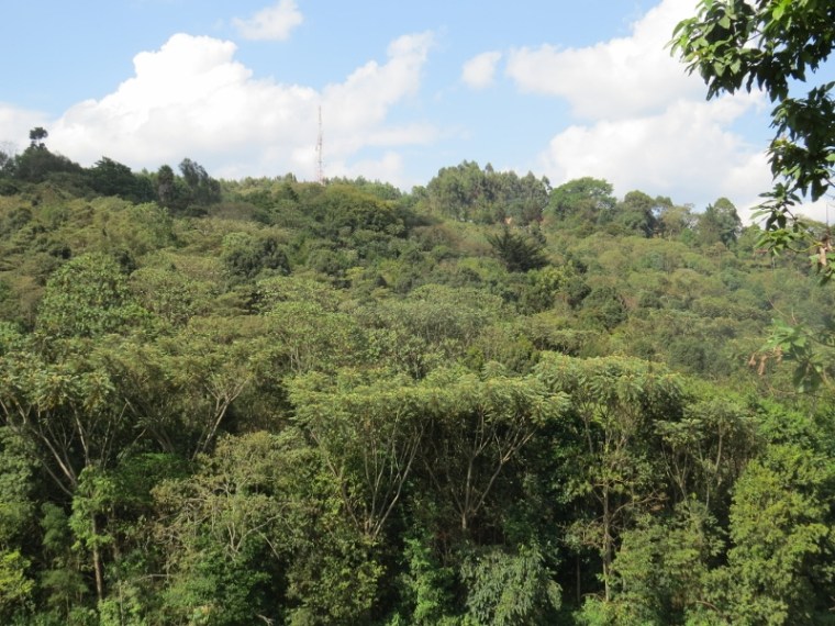 Canopy of the 17-year-old indigenous tree Copyright Rupi Mangat