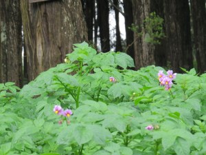 Potato fields on slopes of Mount Kenya - copyright Rupi Mangat for 25 Nov 2017