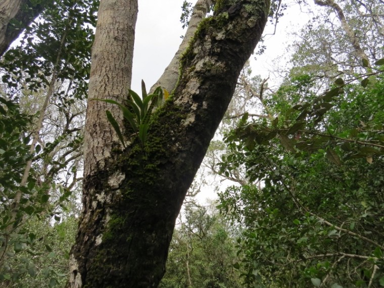 Orchids growing on trees on Mount Kenya Eco-Resource Centre nature trail near Naro Moru - copyright Rupi Mangat