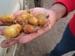 The Humba Thuuti being the funniest. named potato “It means ‘the potato wearing a suit’ - copyright Rupi Mangat