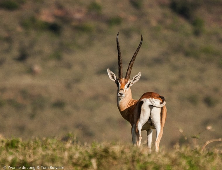 Bright's gazellle Copyright: De Jong &amp; Butynski