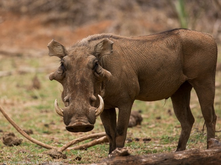 De Jong &amp; Butynski - desert warthog (800x601)