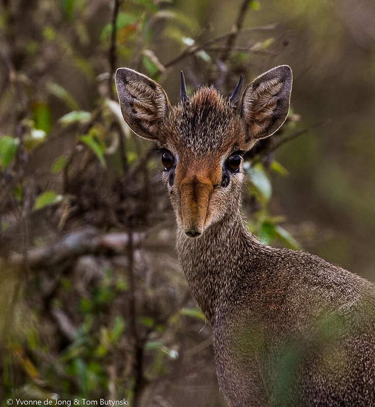 De Jong &amp; Butynski - Smith_s dik-dik(1) (737x800)