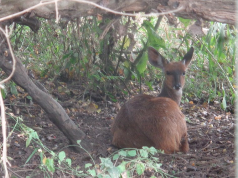 A reedbuck stares though the thick vines  Copyright Rupi Mangat