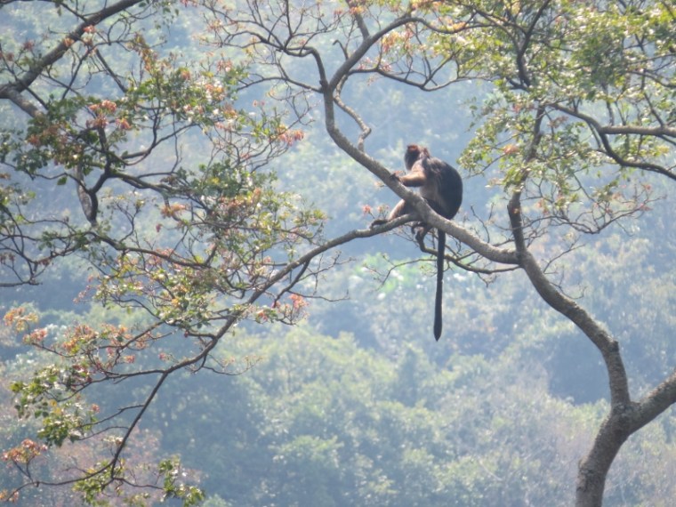 Red colobus high on tree at Gombe National Park surrounded by the chimpanzees Copyright Rupi Mangat