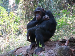 The Thinker - at Gombe National Park - from the Kasakela group Copyright Rupi Mangat