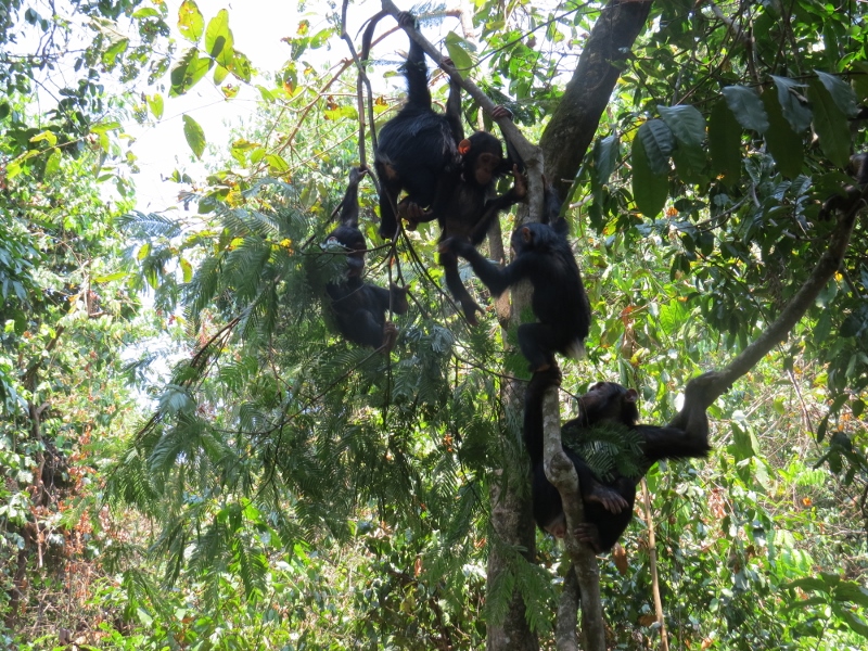 Children at play - the chimps of Gombe National Park - from the Kasakela group up a tree Copyright Rupi Mangat