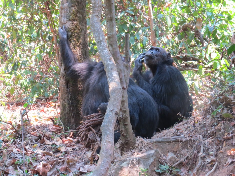 A meeting of the elders - the chimps of Gombe National Park - from the Kasakela group Copyright Rupi Mangat