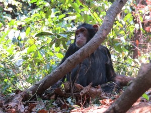 Watching...a young chimp of Gombe National Park - from the Kasakela group Copyright Rupi Mangat