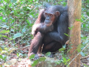 Hummm....what shall l do next? - at Gombe National Park - from the Kasakela group Copyright Rupi Mangat