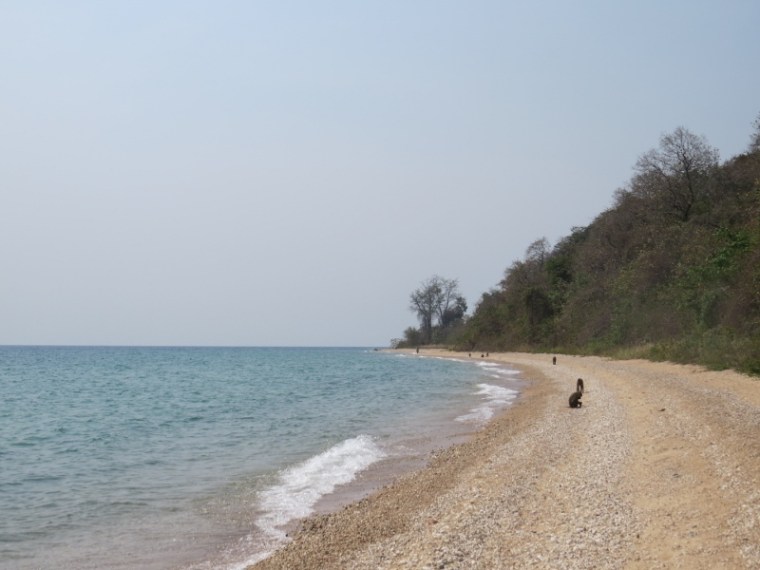 Arriving at Gombe National Park - baboons coming to drink fresh water at Lake Tanganyika Copyright Rupi Mangat