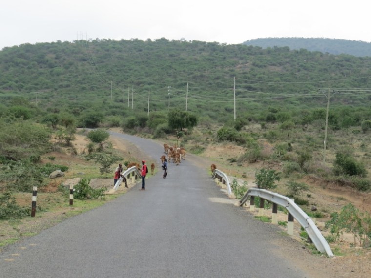In the depths of the Great Rift Valley Maasai herders leading their cattle to greener pastures Copyright Rup Mangat