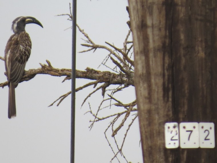 Eastern grey hornbill perches on a tree Copyright Rupi Mangat