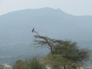 Birding with Olorgesailie the mountain in background - Copyright Rupi Mangat
