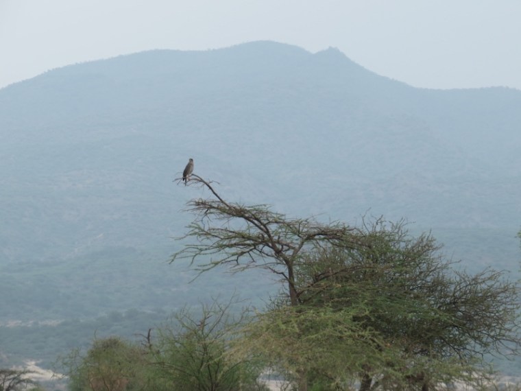 Birding with Olorgesailie the mountain in background - Copyright Rupi Mangat