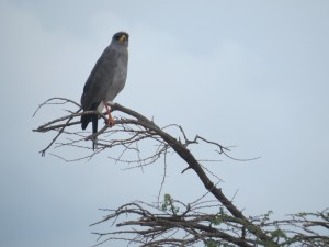 A raptor on arrival at Olorgesailie against the mountain Copyright Rup Mangat