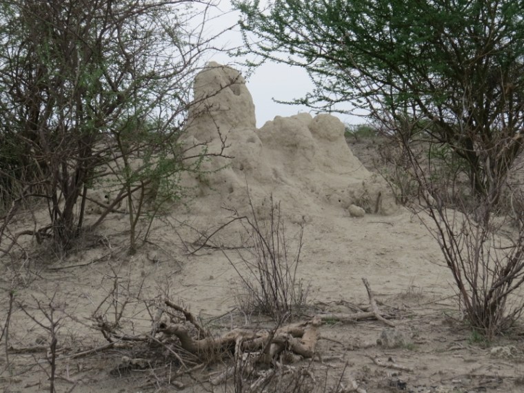 Termite mounds at Olorgesailie  Copyright Rupi Mangat