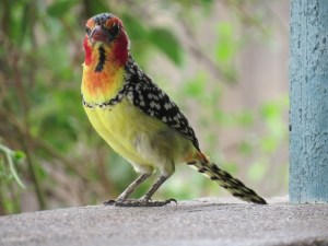 Red and Yellow barbet at Olorgesailie Copyright Rupi Mangat
