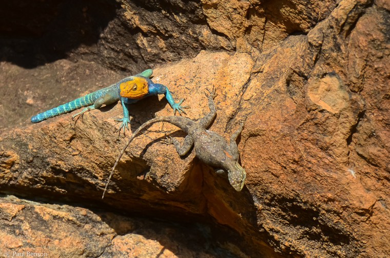 Paul Benson - Elementeita rock agama_