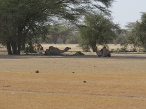 Camels in the desert north of Lodwar Copyright Rupi Mangat