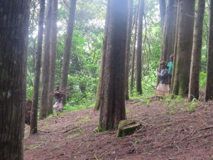Kids in the plantation forest collecting firewood in Taita Hills - Copyright Rupi Mangat
