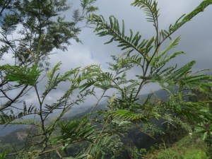 Forest plantation of exotic invasive trees like Acacia mearnsii threaten indigenous plants and animals - copyright Rupi Mangat