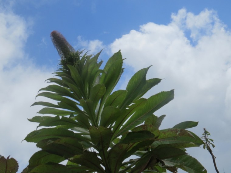 Indigenous plant of the mountains - Lobelia gibberoa on Yale hilltop that is part of Taita Hills. Copyright Rupi Mangat