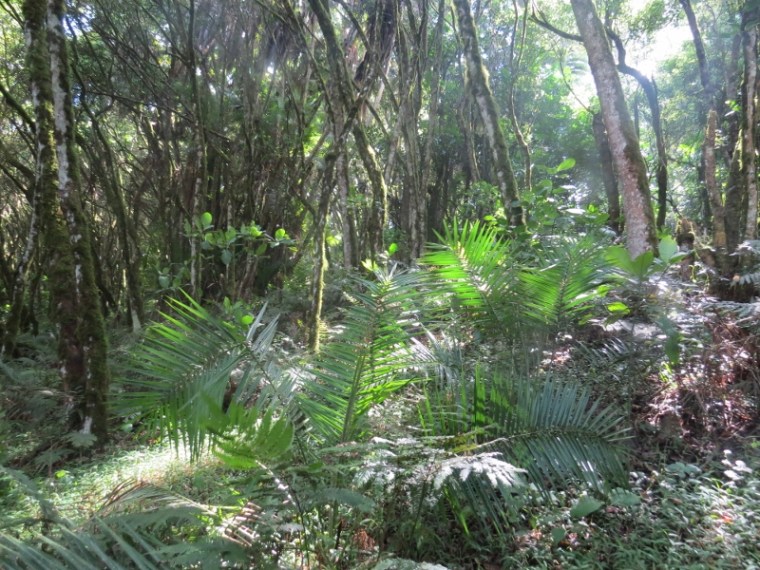 Natural forest in Taita Hills Copyright Rupi Mangat