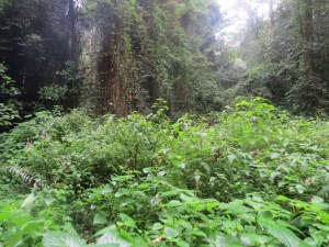 Gap in the forest Copyright Rupi Mangat